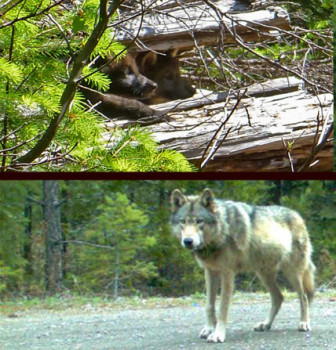 Photo credit USFWS