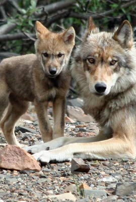 wolfphto