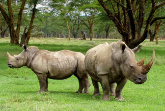 rhinos