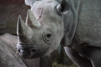 black-rhinoceros-11282318477XvGO