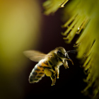 bumblebeecreditEPA