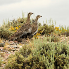 Greater sage-grouse credit  Tom Koerner/USFWS