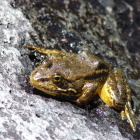 Mountain yellow-legged frog Rick Kuyper/USFWS