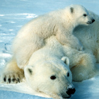 Polar bear credit  Scott Schliebe/USFWS. 