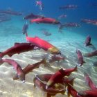 Snake River sockeye salmon credit NOAA/IDFG