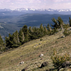 Whitebark pine credit RG Johnsson/USFWS