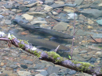 Coho salmon