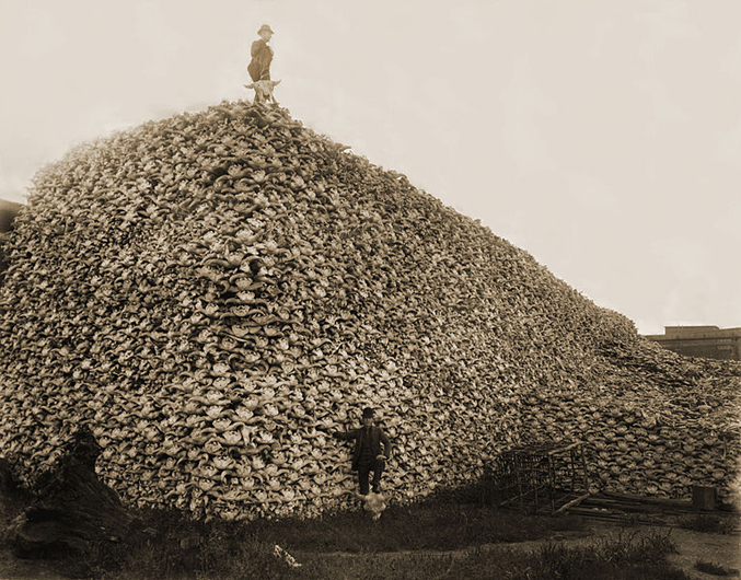 Mountain of American Bison Skulls • A mountain of of American bison skulls waiting to be ground for fertilizer (mid-1870s). Photo courtesy Wiki Commons / Burton Historical Collection, Detroit Public Library