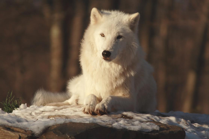 Charismatic Arctic Ambassador Wolf Atka • Ambassador Wolves are key players in WCC’s mission of helping people understand the species and its complex, controversial, and highly politicized plight. The Wolf Conservation Center's "Rock Star", Ambassador wolf Atka has visited over 200 schools, nature centers, museums and libraries helping people learn about the importance of his wild “brothers and sisters”. He loves to travel and has a spectacular howl, which he enjoys sharing with audiences.