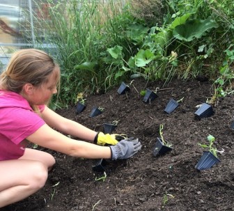 Milkweed planting at DC Urban Greens Endangered Species Day event. Photo credit Amanda Milster, ESC.
