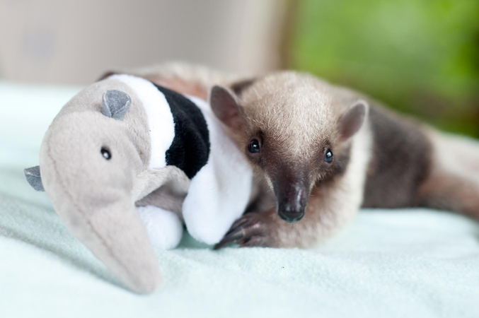 Baby anteaters come into the center fairly regularly, usually because the mother was either killed by a dog or hit by a car.