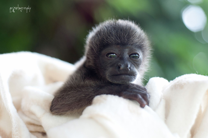 This sweet baby Howler Monkey named Tommy was raised at KSTR for a few months and was then sent to a facility that specializes in howler monkeys so that he could be introduced to other juvenile howler monkeys and someday released into the wild as a complete troop. Photo by Sam Trull