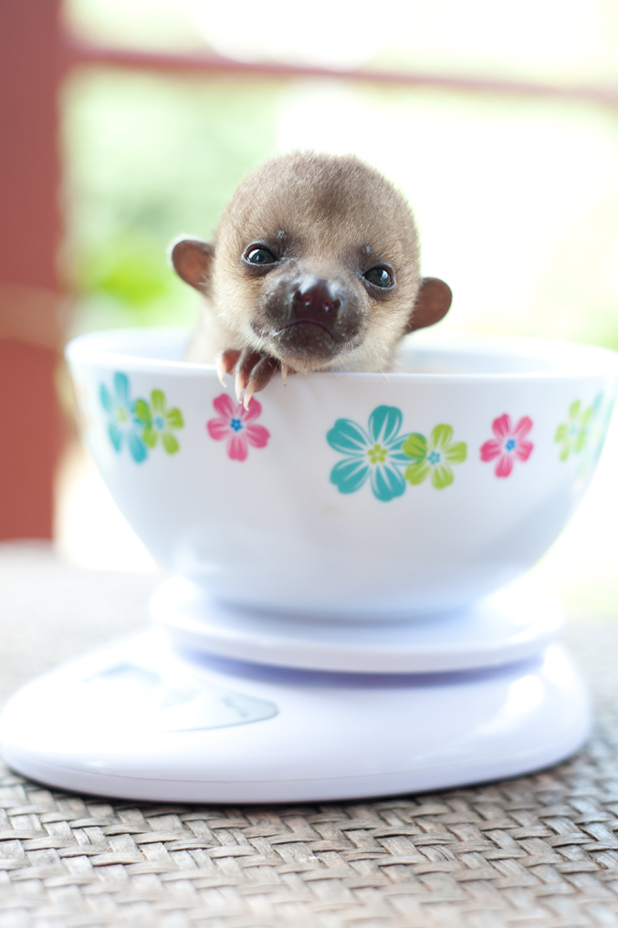 This tiny little girl is a baby Kinkajou (Potos flavus), also known as the “honey bear”. Sometimes you can hear them making a short, barking “wee-wee-wee” call at night. Kinkajous have fully prehensile tails which they use like a fifth hand when they're climbing. They are hunted for the pet and fur trade, and for their meat.