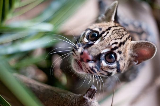 Someone killed this Ocelot (Leopardus pardalis) kitten's mother and kept the baby as a pet.