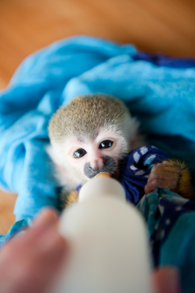 Clyde, a baby Titi monkey, is all grown up now. He was moved first into the big cage with the adult Titi monkeys, the next step in forming a troop for release into the wild.