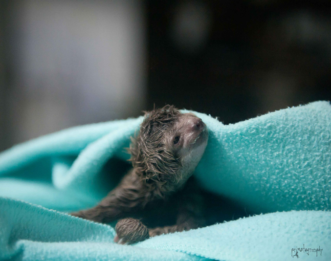 This newborn baby three-toed (Bradypus variegatus) sloth, having survived her mother's emergency c-section, looks about at the strange, human world she has been born into.