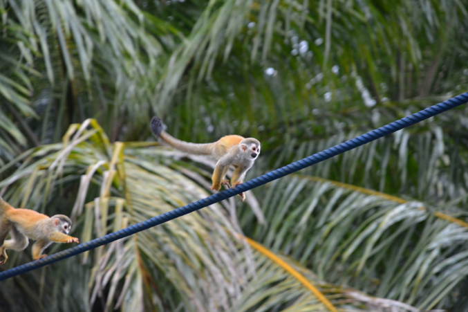 A Titi monkey crosses one of the blue rope monkey bridges put up by Kids Saving The Rainforest. Photo courtesy of the Kraft Family.