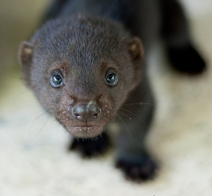 This little Tolomuco (Eira barbara) was found tied up to a tree on a beach, crying.