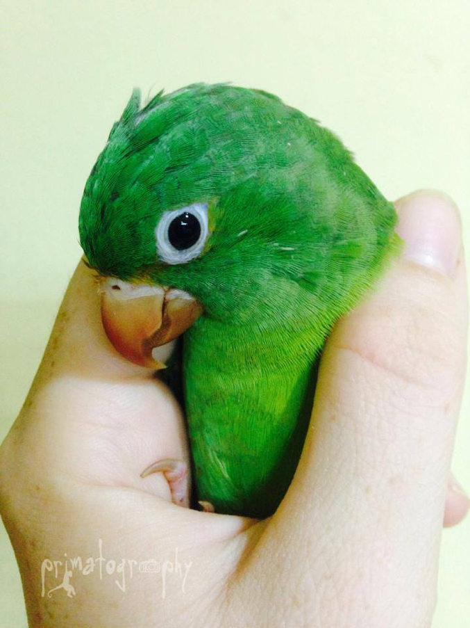 Nubbins, a baby parakeet, after getting his vitamins to make his feathers perfect. Costa Rica is home to many species of parrots and parakeets but sadly they are dwindling in numbers due to poaching for the illegal pet trade and to habitat destruction, including for palm oil plantations.