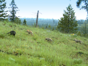 Imnaha pack pups. Photo credit ODFW