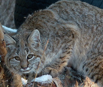 bobcat