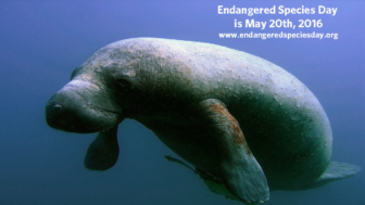 manateeesday