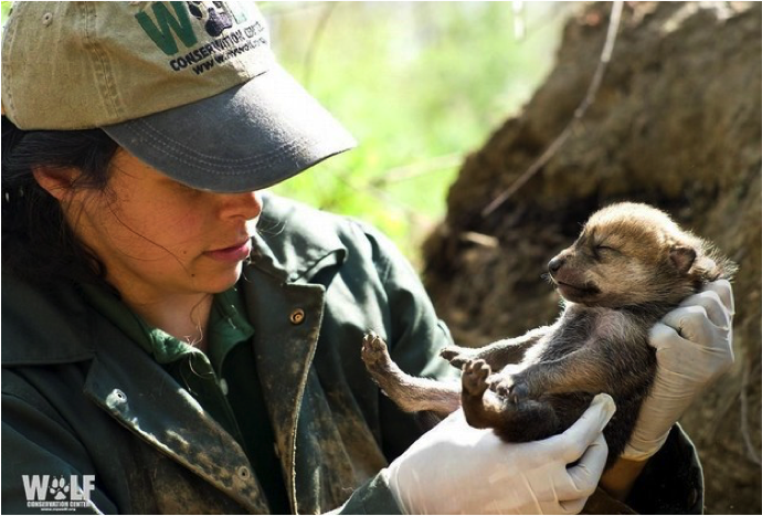 From Wolf Conservation Center in South Salem, NY, a contributor of three lobos to the wild in recent years.