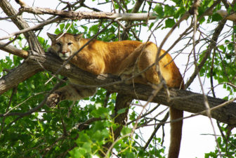 Mountain lion. Photo credit USFWS