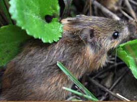 NM Meadow Jumping Mouse. Photo credit USFWS.