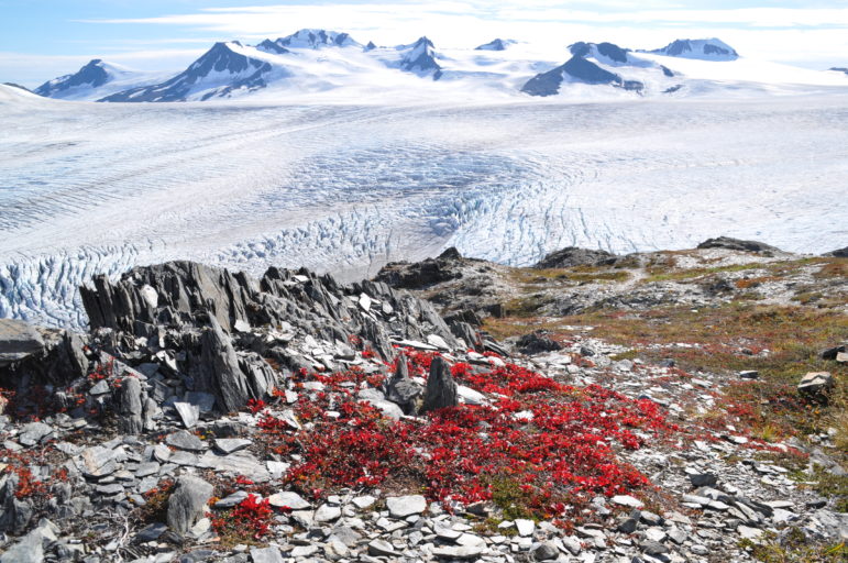 Exit Glacier, Kenai Fjords National Park, Alaska