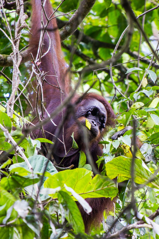 Orangutan in tree